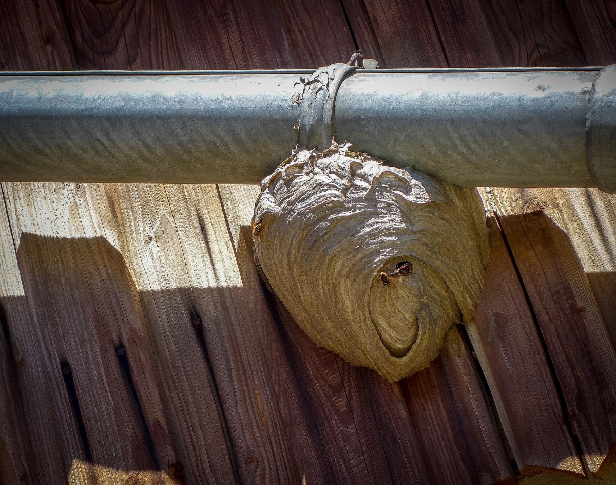 Is It Necessary To Remove A Wasp Nest?